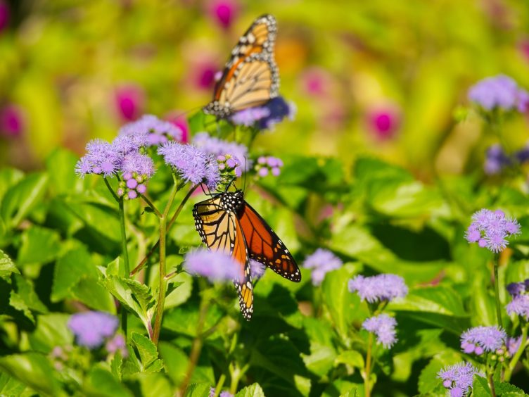 Nature Inspires at Franklin Park Conservatory 