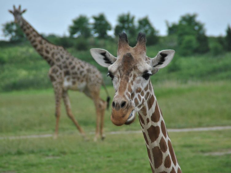 Giraffe at The Wilds, a safari park in Cumberland, Ohio